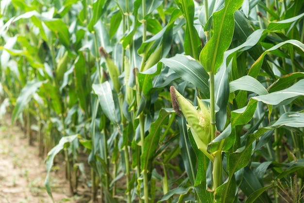 Close up of corn on the cob.