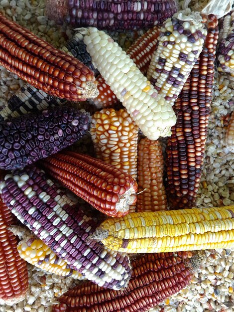 Close-up of corn on the cobs