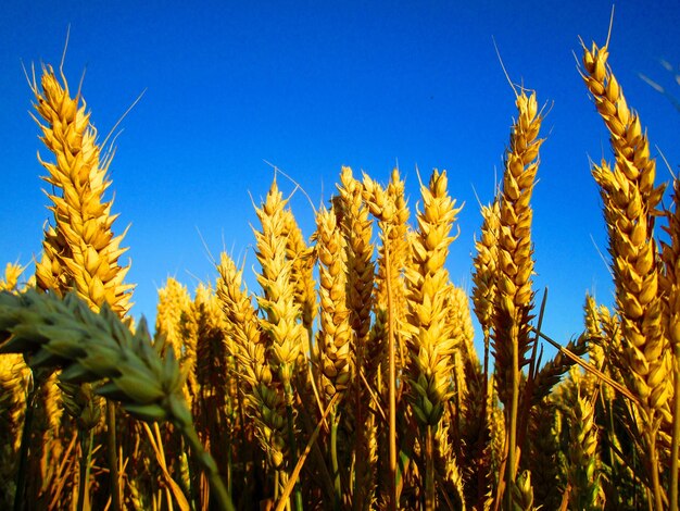 Close-up of corn field against clear blue sky