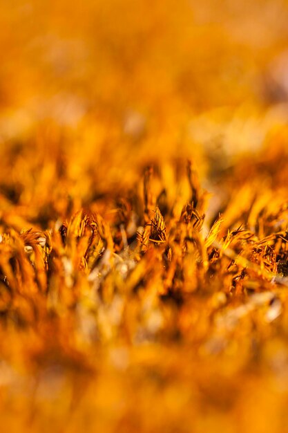 Close-up of corn field