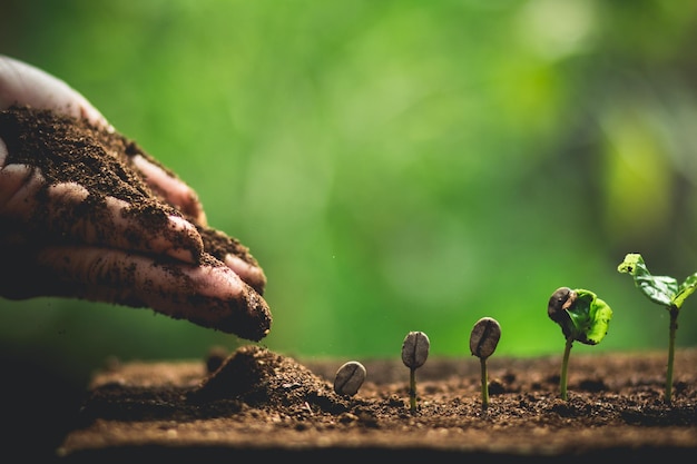 Foto prossimo piano del mais sul campo