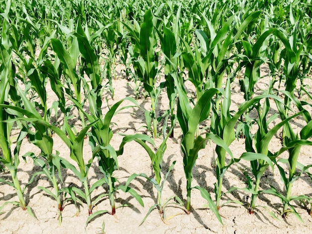 Foto prossimo piano di un campo di mais