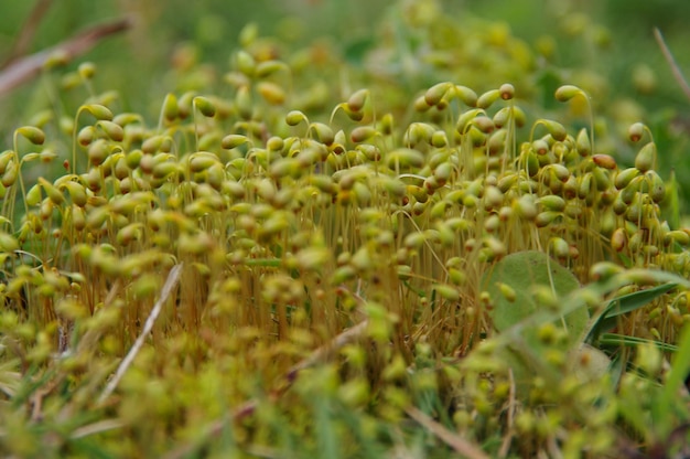 Close-up of corn field