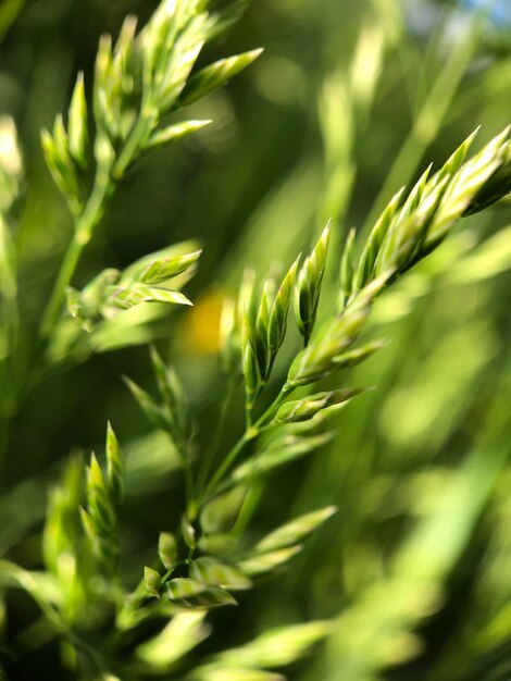 Photo close-up of corn on field