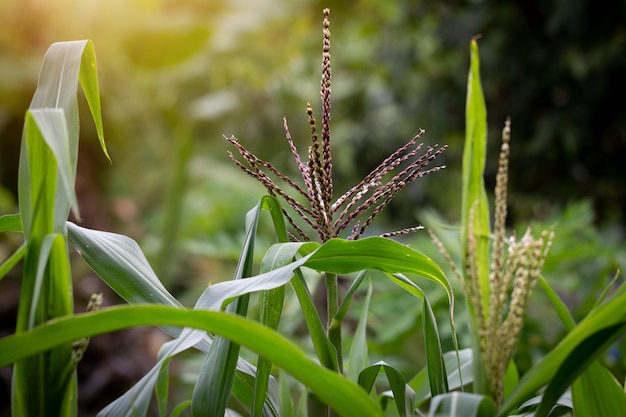 Close up corn flower is blooming in garden