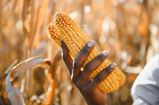 Photo close up a corn holding by african farmer man in a farm land.