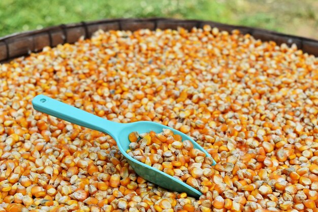 Close-up of corn kernels with spatula for sale