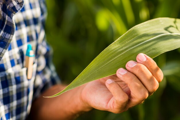 Photo close up corn leaf with blurred background