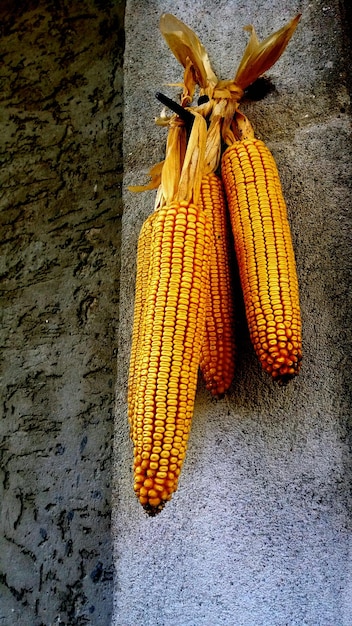 Photo close-up of corn on retaining wall