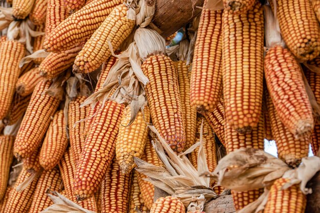 Foto close-up di mais in vendita al mercato