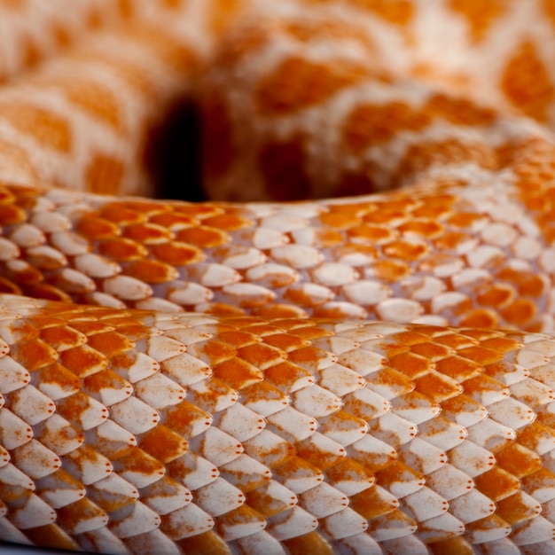 Primo piano di pelle di serpente di mais o di pelle di serpente di ratto rosso, pantherophis guttattus