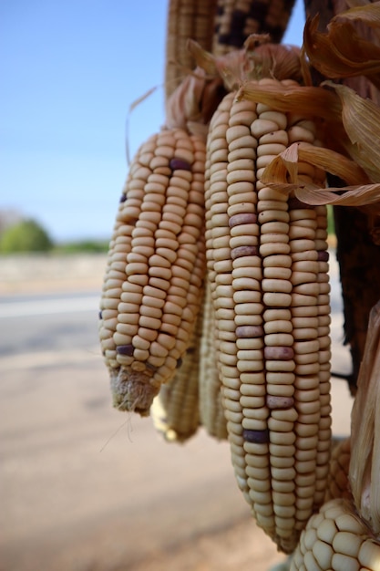 Photo close-up of corn