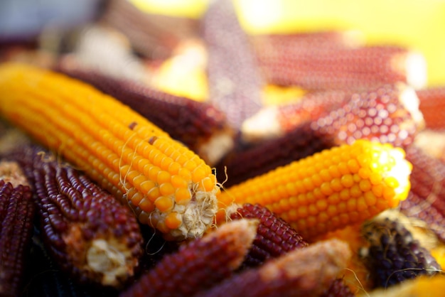 Close-up of corn