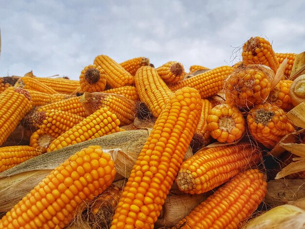 Photo close-up of corn