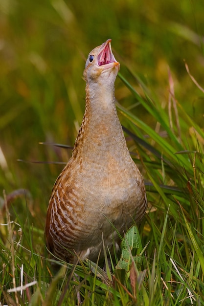 Photo close-up of corncrake calling while perching on grassy field