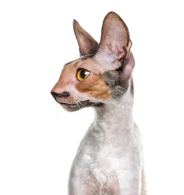 Close-up of a Cornish Rex in front of a white wall