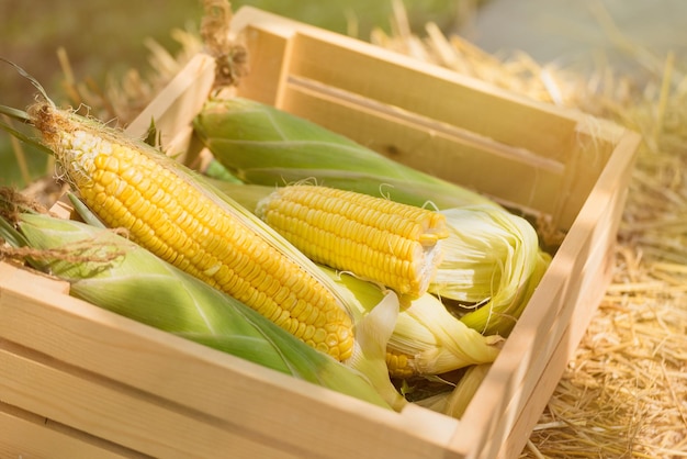 Photo close-up of corns in basket on field