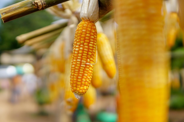 Photo close-up of corns hanging at farm