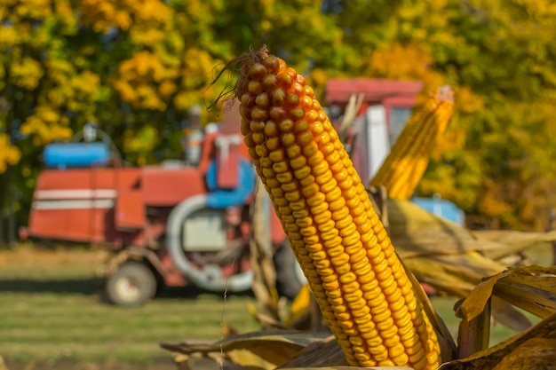 Photo close-up of corns