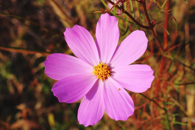 Close-up of cosmos flower blooming outdoors