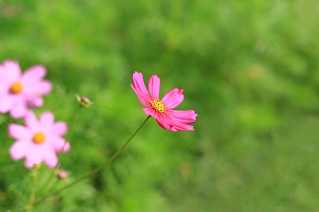 自然の中で夏の庭のフィールドに咲くコスモスの花をクローズアップ