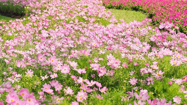 정원에서 코스모스 꽃을 닫습니다