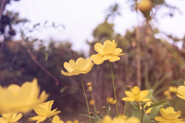 コスモスの花と黄色の宇宙船のクローズアップ