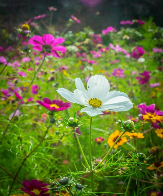 Close-up of cosmos flowers blooming on field