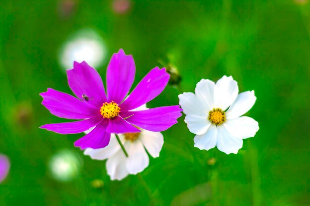 Foto close-up di fiori cosmos che fioriscono all'aperto