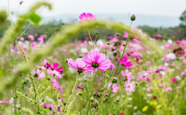 野原で育つコスモスの花のクローズアップ