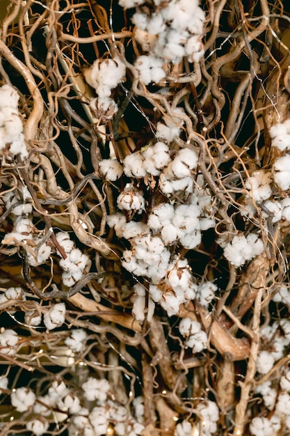 A close up of a cotton plant with the top of the stem.