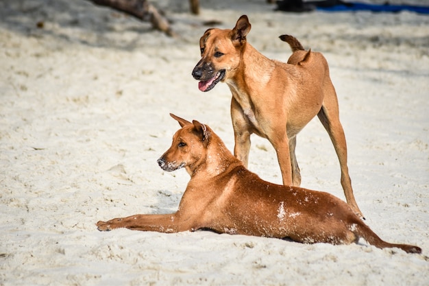 ビーチで遊んでいるカップルのビーチ犬を閉じます