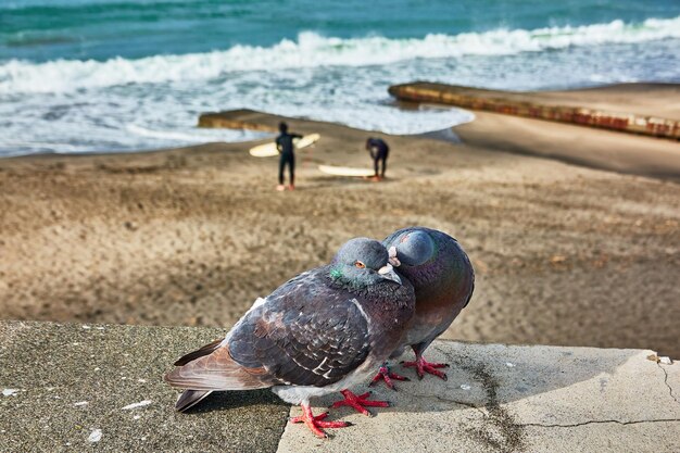 Foto close-up di una coppia di uccelli sulla spiaggia