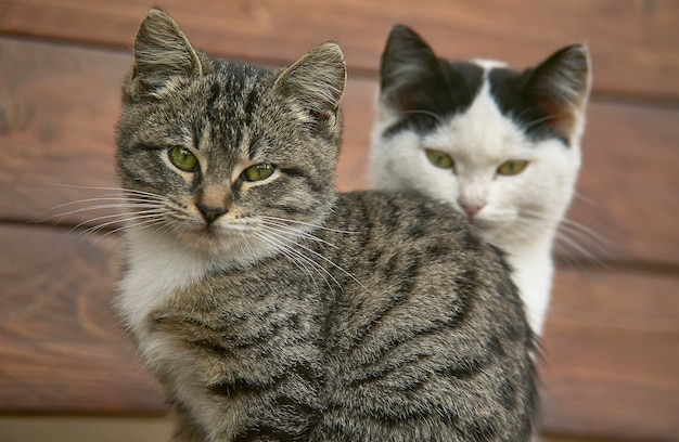 Close up of a couple of cats or kittens one behind each other with very high level of detail.