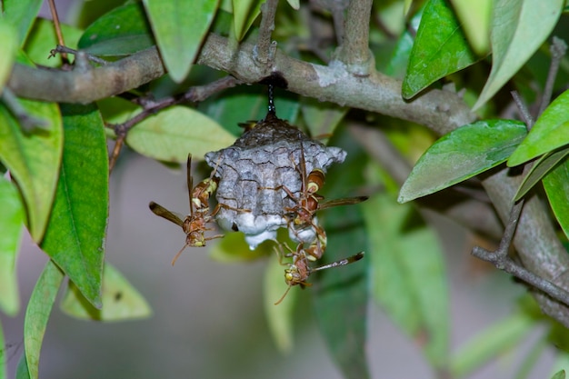 Close up on a couple of wasps in their nest