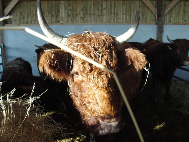 Photo close-up of cow at barn