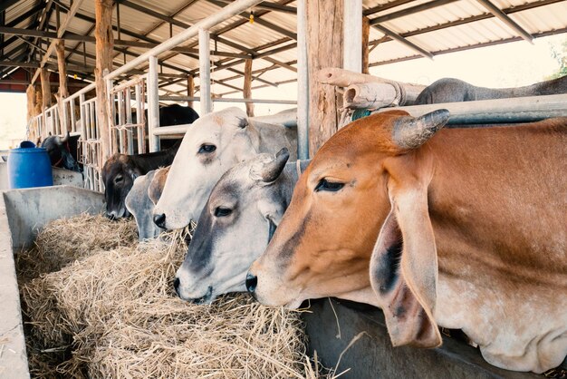 Foto close-up di una mucca nel fienile