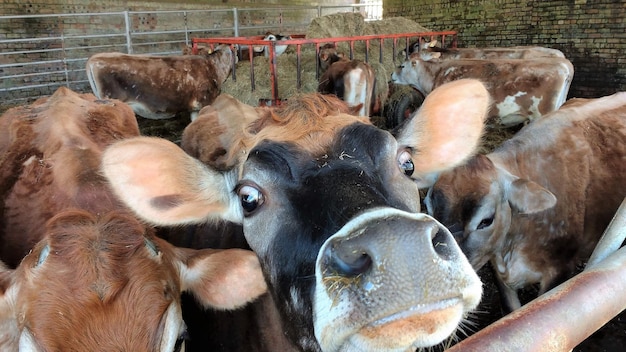 Close-up of cow in cage