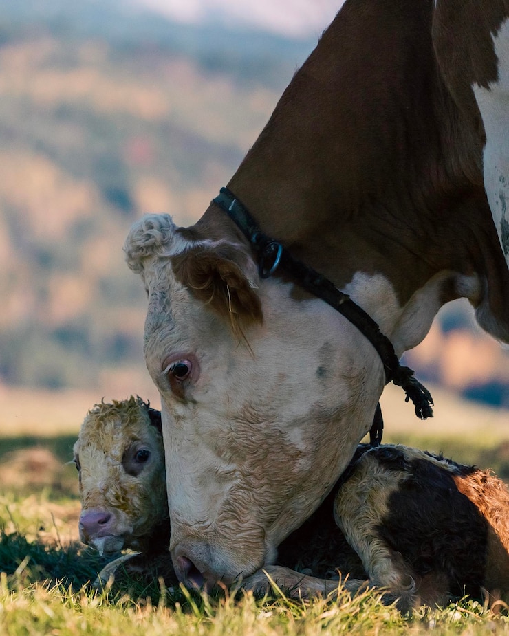 फोटो close-up of cow on field with her new born cor calf