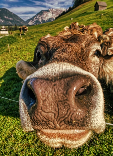 Foto close-up di una mucca sul campo