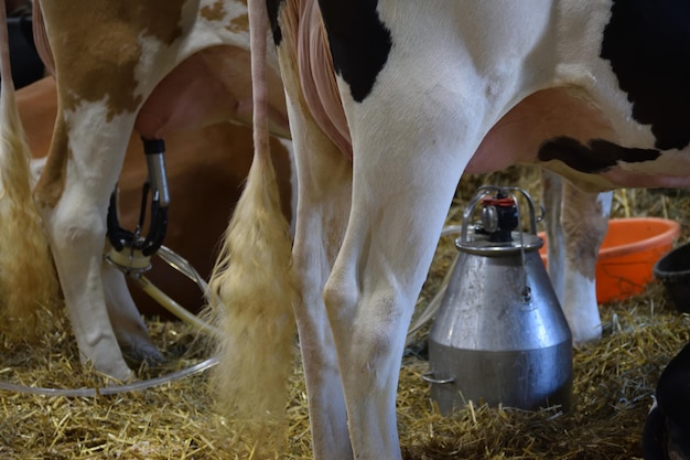 Foto close-up di una mucca sul campo