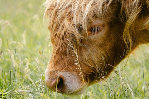 Photo close-up of a cow on field