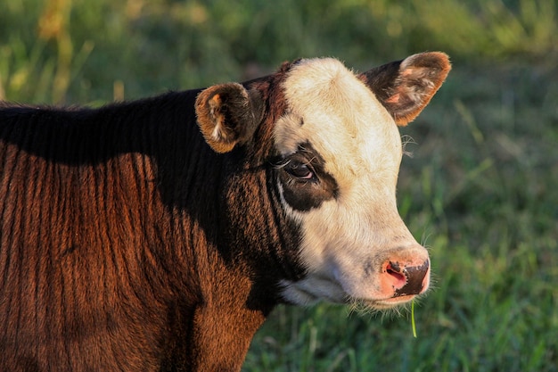 Photo close-up of cow on field