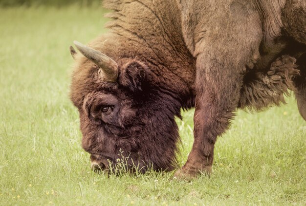 Foto close-up di una mucca sul campo