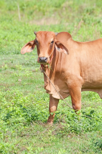 Foto close-up di una mucca sul campo