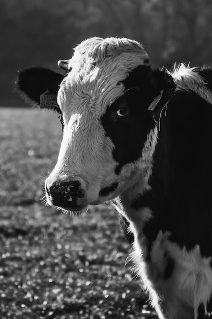 Photo close-up of cow in field