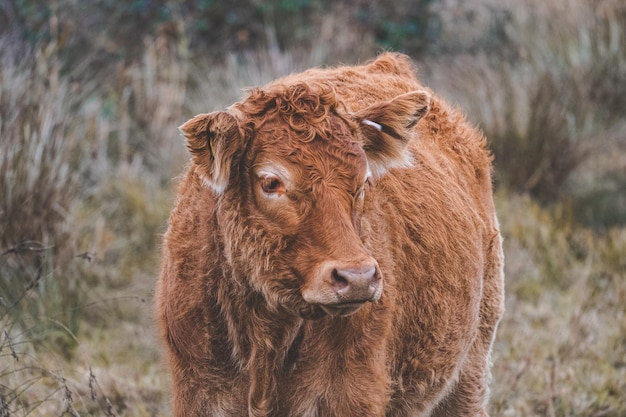 Photo close up of cow in field