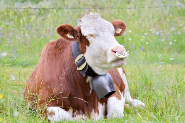 Close-up of cow on field