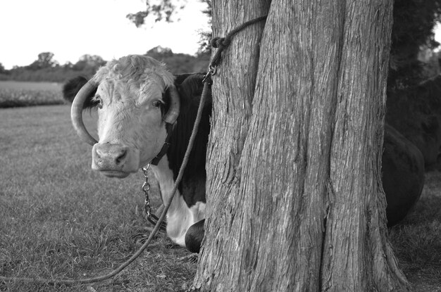 Photo close-up of cow on field