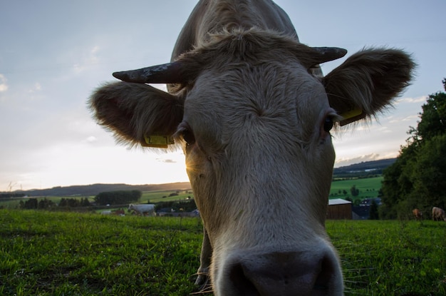 Foto close-up di una mucca su un campo erboso contro il cielo